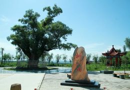 长武县巨家镇西王村古柳树（西王大柳树）