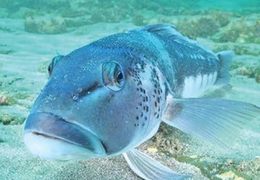 温柔的蓝鳕鱼啊！不要离开我！