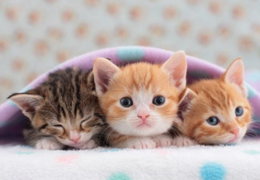 小猫到来第一天，有这份攻略就不慌！