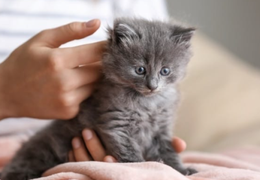 一抱起小猫，它就生气？这样做让它粘着你。