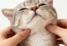 怎样预防猫咪长大以后不喜欢被人摸？