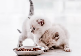 如何给刚到家的小奶猫喂食？