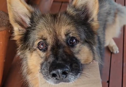 一只自认是猫的德牧，执着地想往盒子里趴