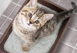 怎样教新来的猫咪如厕？