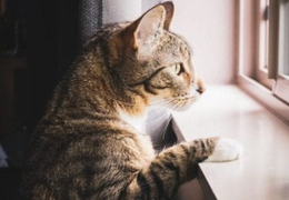 怎样让猫咪独自在家才放心？