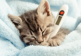 如何辨别猫咪是否生病