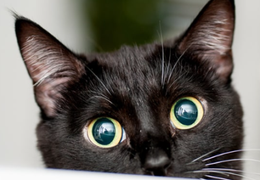 如何通过猫咪的眼睛知道它在想什么？-1