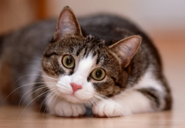 如何通过猫咪的眼睛知道它在想什么？-2