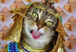 如何通过猫咪的眼睛知道它在想什么？-3