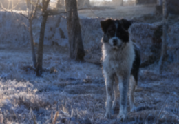 长武县城外的小孩和狗