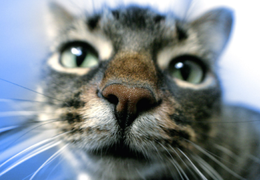 如何通过猫的鼻子来解读猫的想法