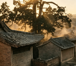 长武泰山庙汉柏：两千年古木的兴与殇